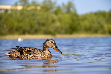 Summer day on the Bank of Lake Chayachiy on island of Yagry. Ducks