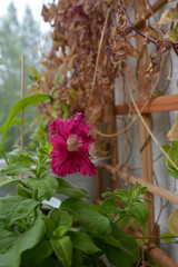 Pink ruffled flower of petunia in small garden on the balcony.