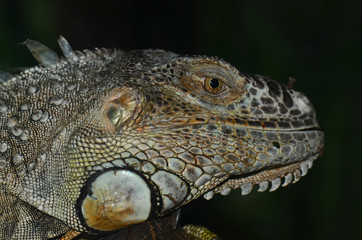 IGUANA