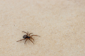  small brown spider crawls across the tiled kitchen floor