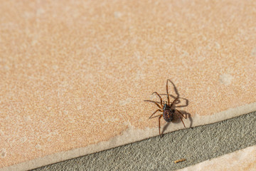  small brown spider crawls across the tiled kitchen floor