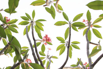 leaf
