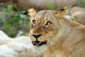 The lion (Panthera leo),portrait of a lioness, lioness protecting her lion cubs.