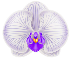 Orchid flower. Vector illustration.