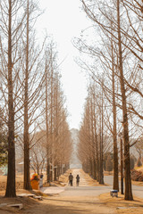 Metasequoia Road 메타세콰이어길