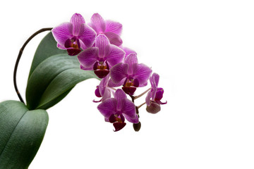 Soft close-up focus of beautiful branch of striped purple mini orchids Sogo Vivien. Phalaenopsis, Moth Orchid with green leaf isolated on white background. Nature concept for design. Place for text