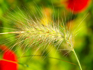 Spike of grain with red poppy flowers on background, sunny day in summer