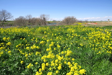 Obraz premium 菜の花咲く春の江戸川河川敷風景