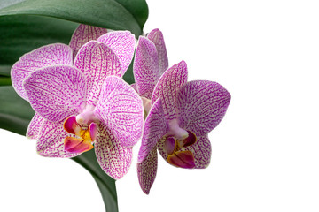 Close-up of white, yellow, red, pink striped with points orchid flower Phalaenopsis 'Demi Deroose' known as Moth Orchid isolated on white background. Nature concept for design. Place for your text