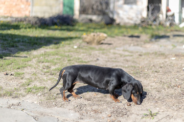 Black Dachshund on the sunny day playing