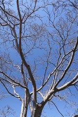 芽吹き始めた花水木の木