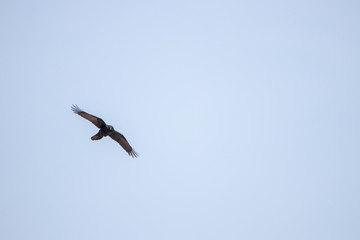 big crow on the sky