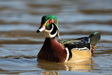 Colorful wild wood duck, aix sponsa, male swimming on water in summer. Beautiful bird floating on...