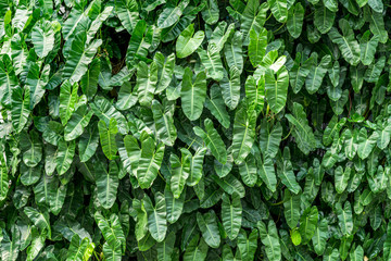 Tropical Leaves texture background pattern. Stripes of dark green foliage. Elephant ear - Cocoyam or Dasheen or Eddoe or Japanese taro leaves background.