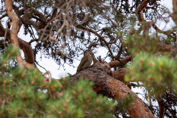 Eurasian green woodpecker, Picus viridis, Asia, Turkey