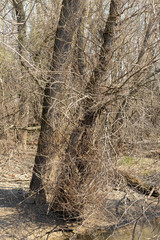 Old Tree On The River Bank On A Sunny Day