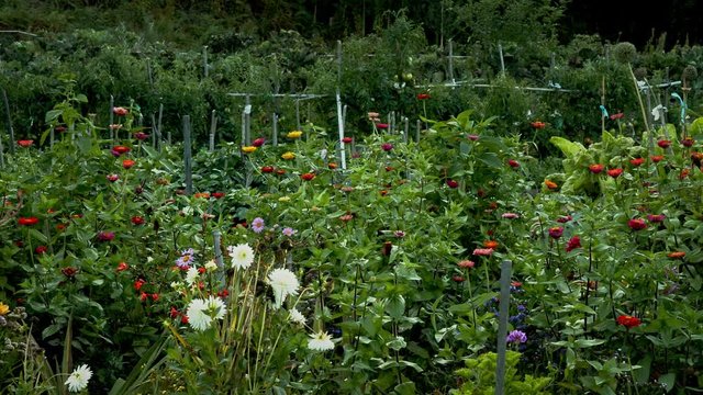 Jard&iacute;n huerta en galicia, con flores de colores