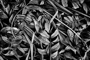 Black and white natural background with fallen leaves and grass in hoarfrost