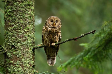 Foto op Plexiglas Attentive tawny owl, strix aluco, looking to camera in summer forest on green background with copy space. Alert wild bird sitting on branch from front view. Animal wildlife in nature. © WildMedia