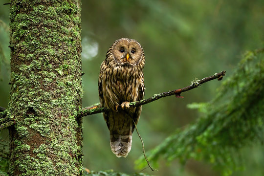 Attentive tawny owl, strix aluco, looking to camera in summer forest on green background with copy space. Alert wild bird sitting on branch from front view. Animal wildlife in nature.