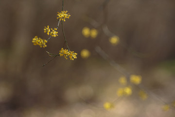 the early spring Cornelian cherry dogwood flower