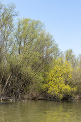 Fototapeta na wymiar Danube River With Forest In The Background On The Sunny Day