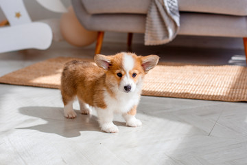 cute Welsh Corgi Pembroke puppy at home