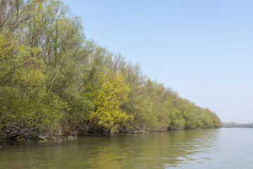 Obraz premium Danube River With Forest In The Background On The Sunny Day