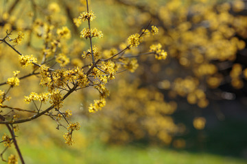 the early spring Cornelian cherry dogwood flower