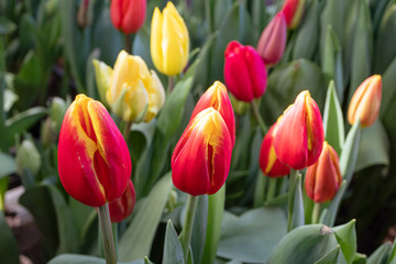 Buds of red and yellow tulips close-up in a greenhouse. The concept of flowering, growing flowers, spring, summer.