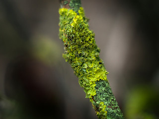 moss and lichen on a tree branch