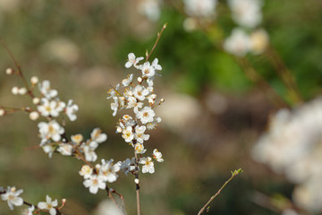 Blossoming branch with with flowers of cherry plum.