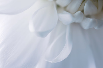 Fototapeta na wymiar White flower petals, detailed macro photo. Light image, concept of wedding, holiday, birthday, mother's day, spring, summer. Copyspace.