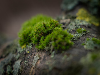 moss and lichen on a tree branch