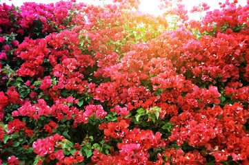 image of Bougainvillea flower on day time for background