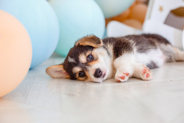 cute Welsh Corgi Pembroke puppy lying on its back on the floor smiling