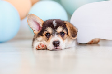 cute Welsh Corgi Pembroke puppy lying on its back on the floor smiling