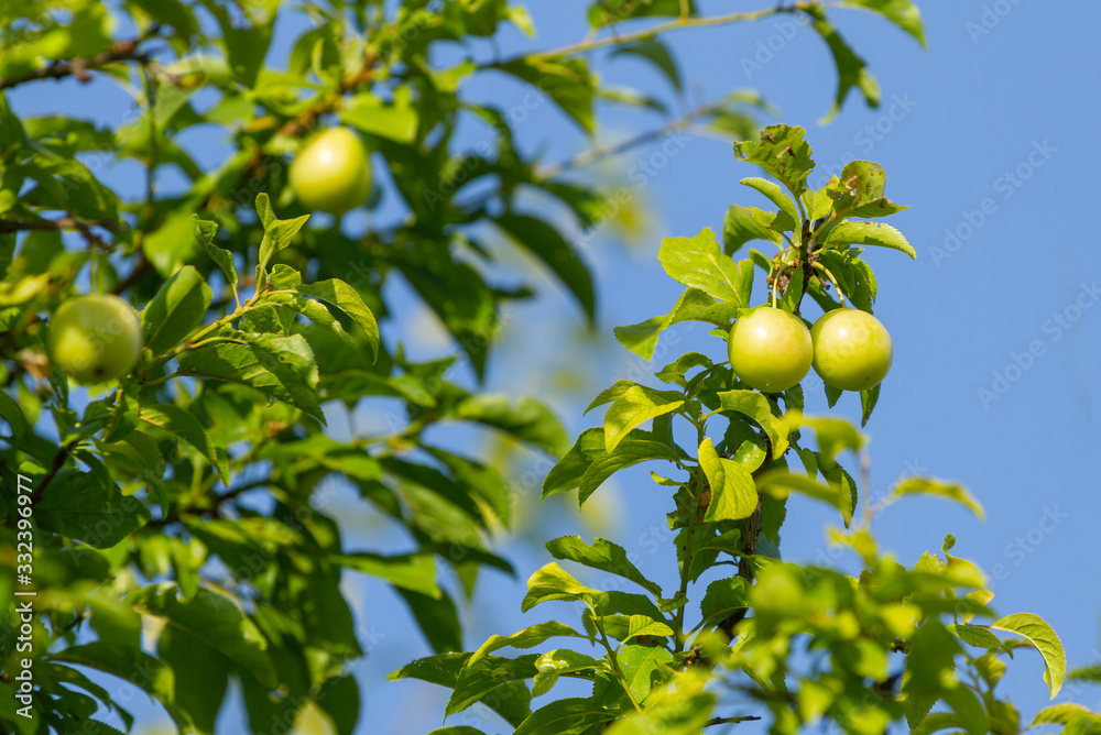 Wall mural Tree with fruits of green cherry plum