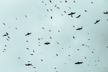 Ptaki na tle dramatycznego nieba. © moonphasestudio