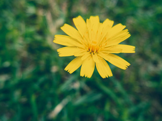 yellow flower on green background