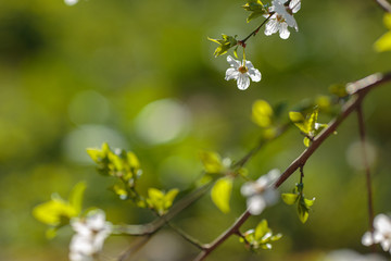Blossoming branch with with flowers of cherry plum.