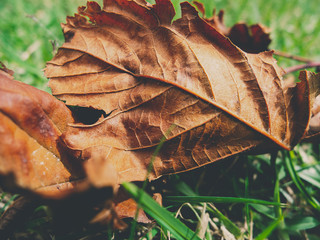 autumn leaves