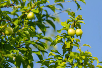 Tree with fruits of green cherry plum