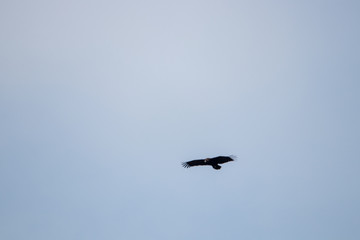 big crow on the sky