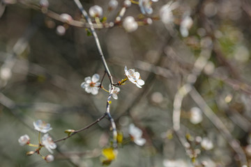 Blossoming branch with with flowers of cherry plum.