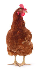 Brown hen isolated.