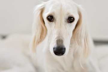 Purebred white saluki sighthound or gazehound, is a serious hunter at heart. Can trace its roots back to the ancient Egyptians. A dog portrait from a Persian Greyhound which is gentle with children.