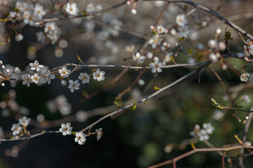 Blossoming branch with with flowers of cherry plum.