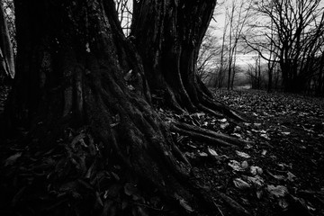 dark scary forest landscape, low angle view of old tree in dark woods