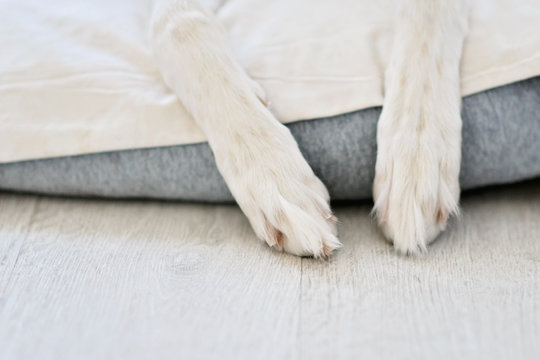 Purebred Saluki sighthound or gazehound have trimmed toenails or cut nails. A paw portrait of a Persian Greyhound.